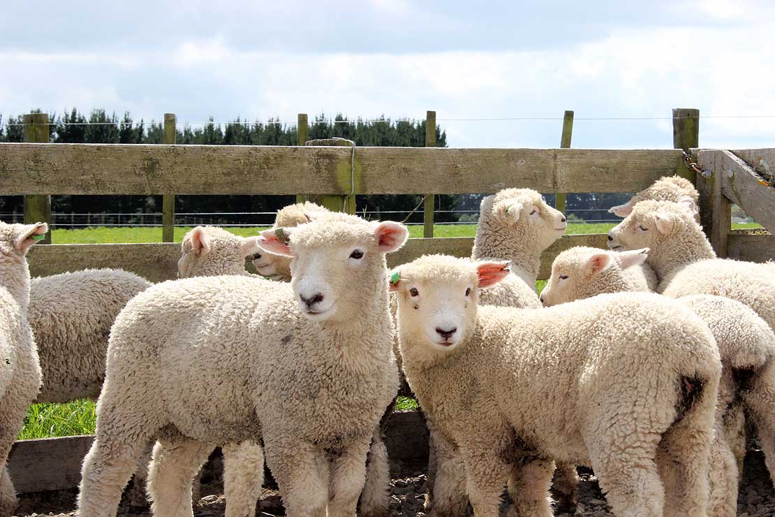 Early lamb weaning studies under way at Massey Massey University